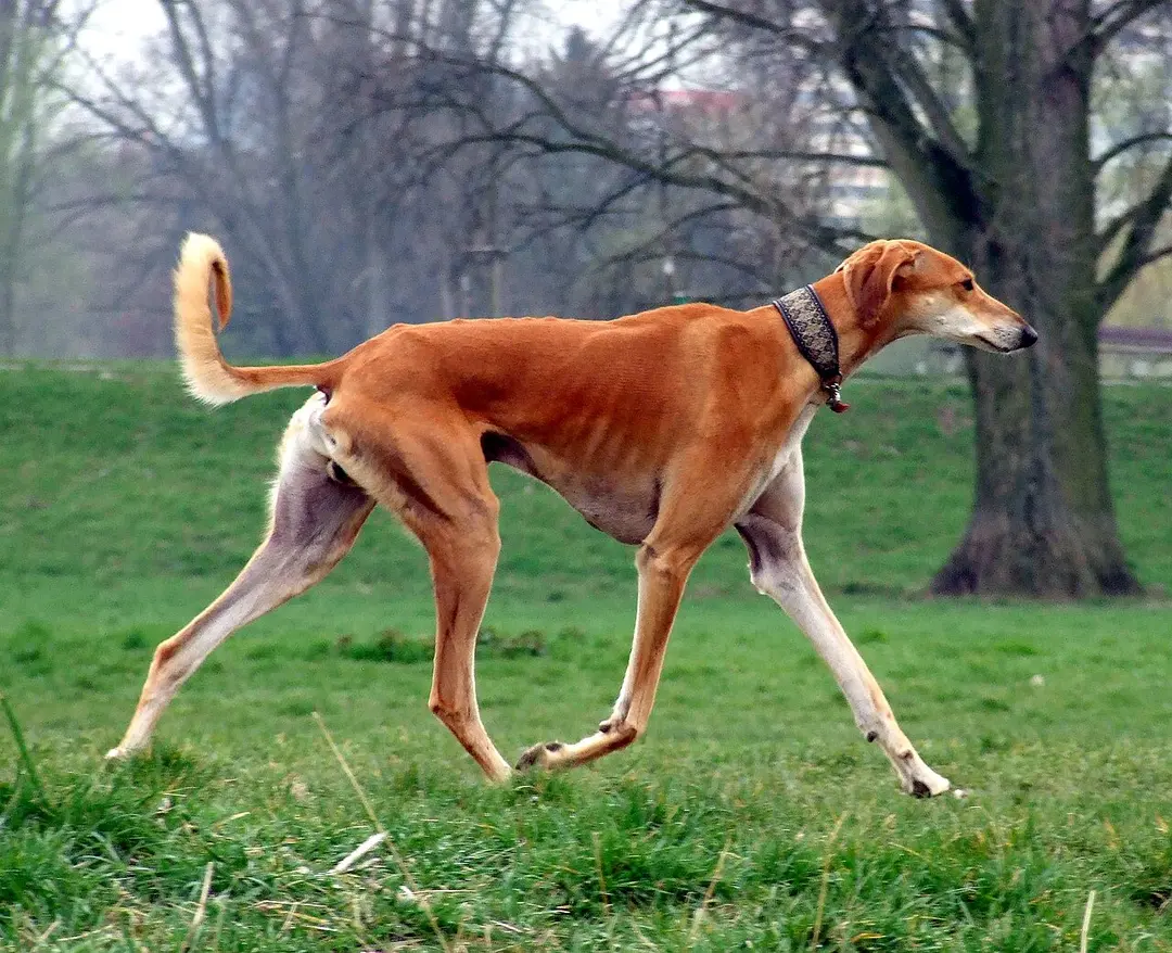 A Saluki
