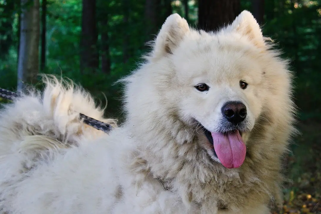 A Samoyed