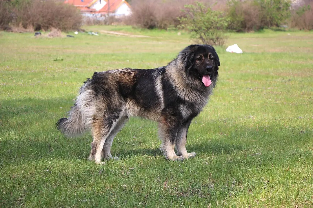 A Sarplaninac