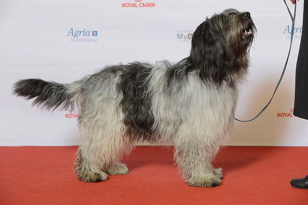 A Schapendoes