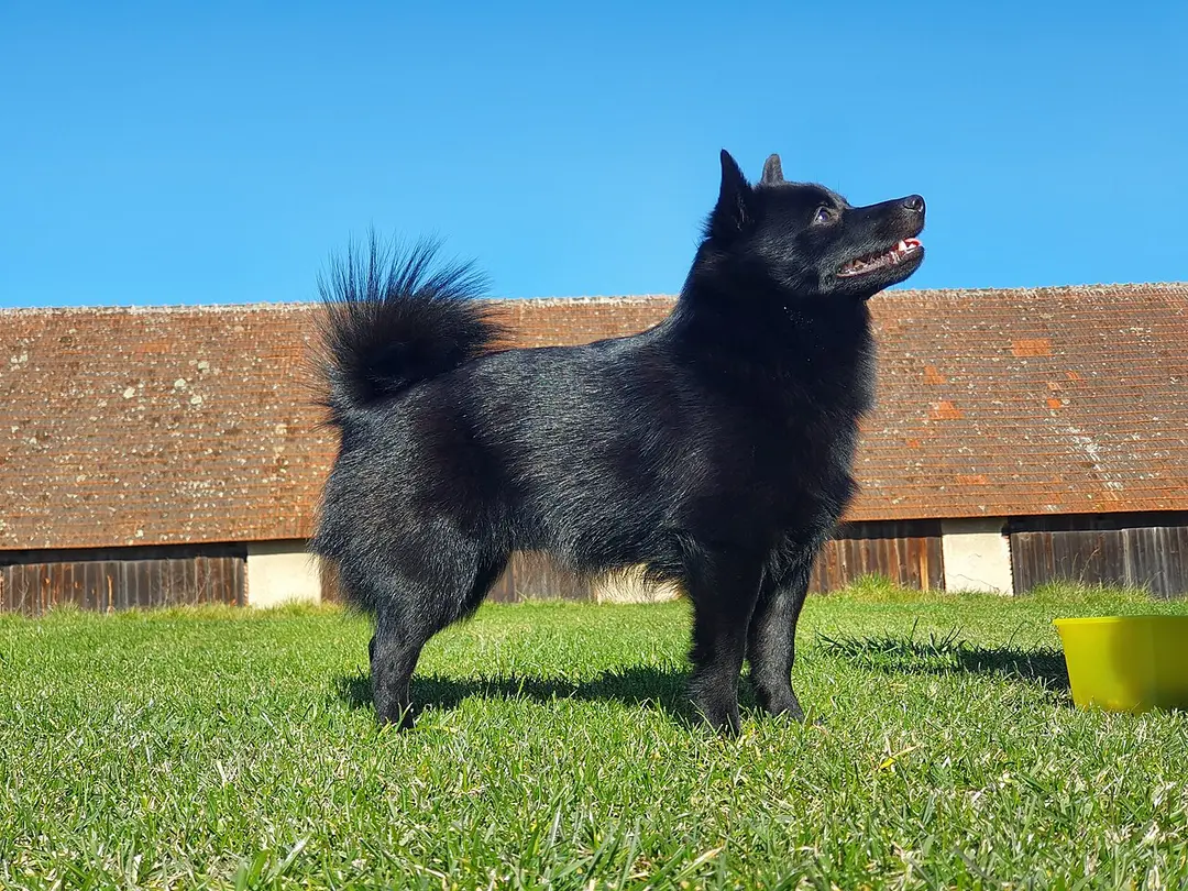A Schipperke