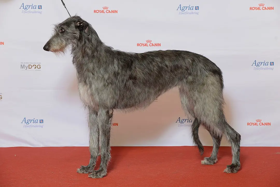 A Scottish Deerhound