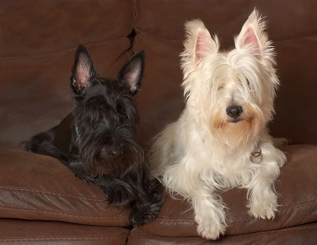 A Scottish Terrier
