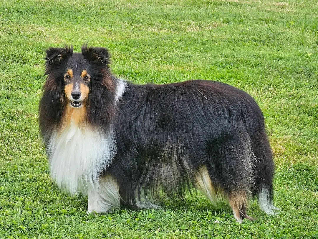 A Shetland Sheepdog