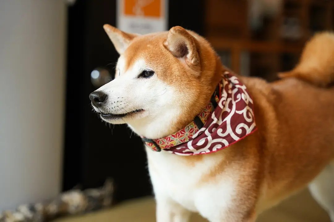 A Shiba Inu