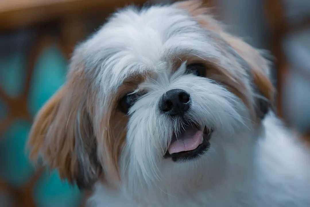 A Shih Tzu