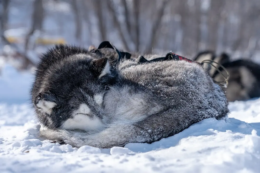 A Siberian Husky