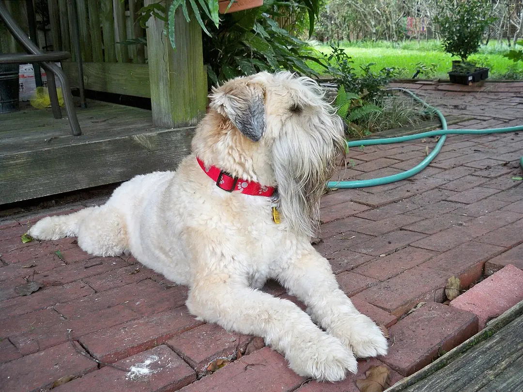 A Soft Coated Wheaten Terrier