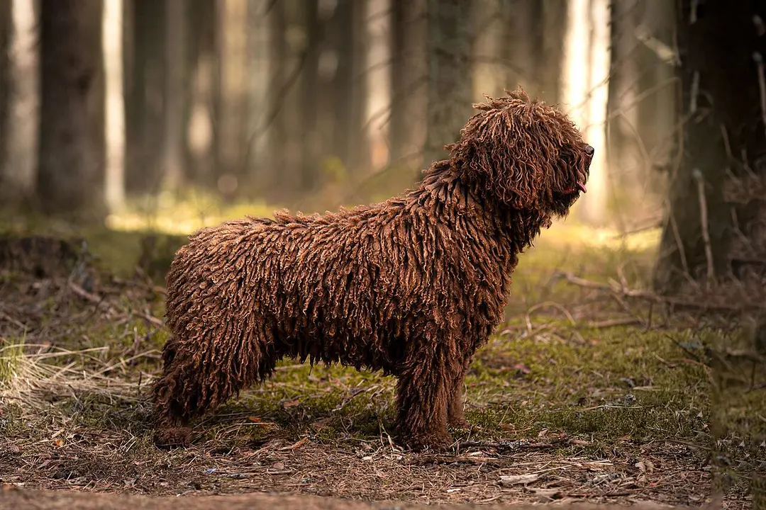 A Spanish Water Dog