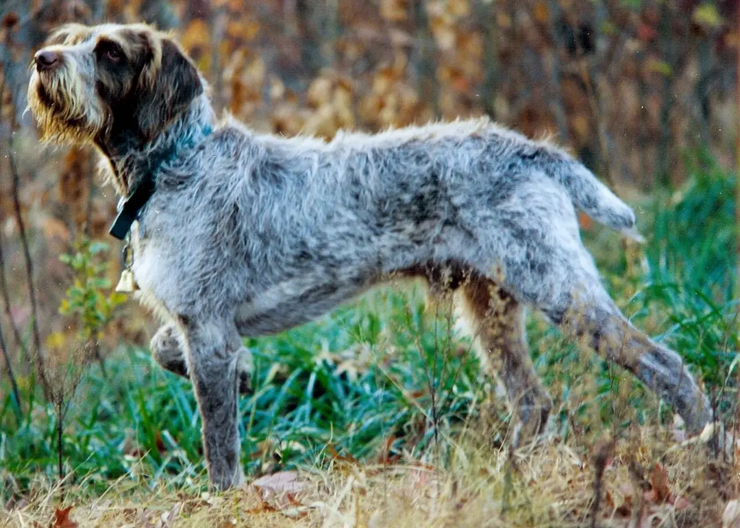 A Spinone Italiano