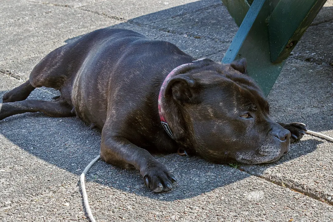 A Staffordshire Bull Terrier