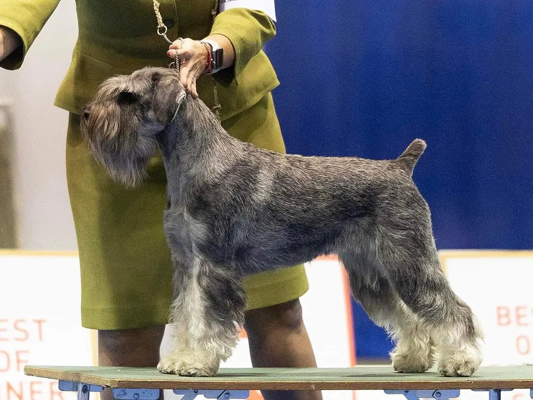 A Standard Schnauzer