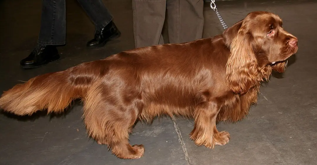 A Sussex Spaniel