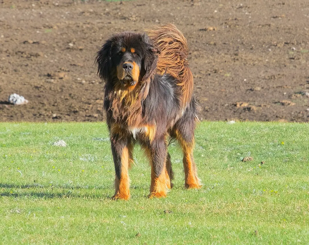 A Tibetan Mastiff