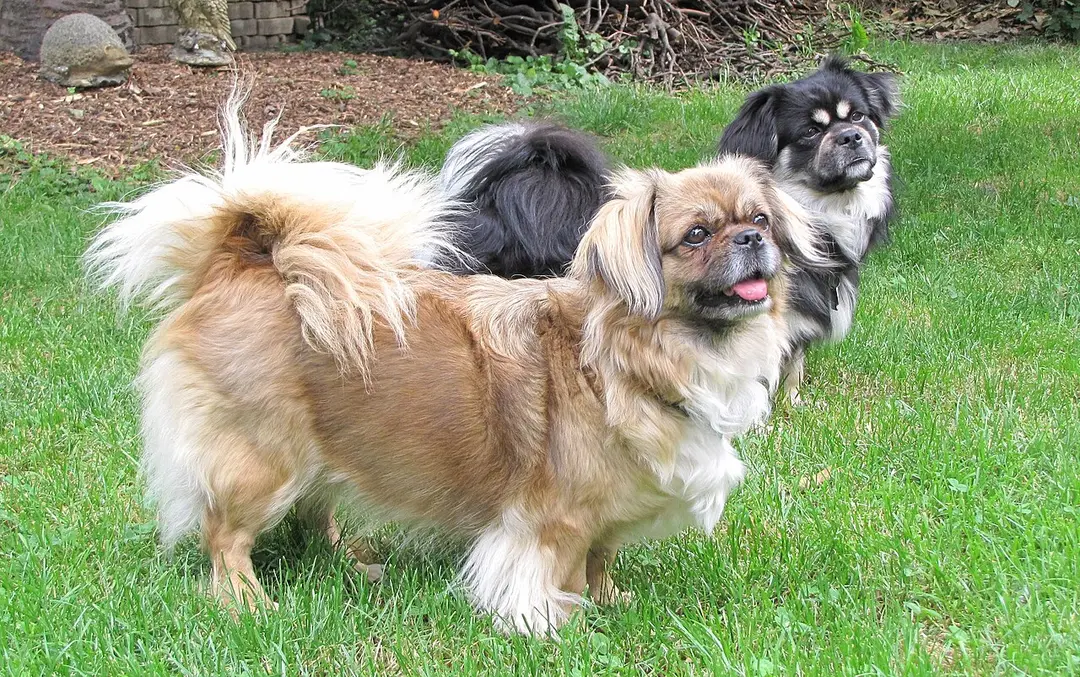 A Tibetan Spaniel