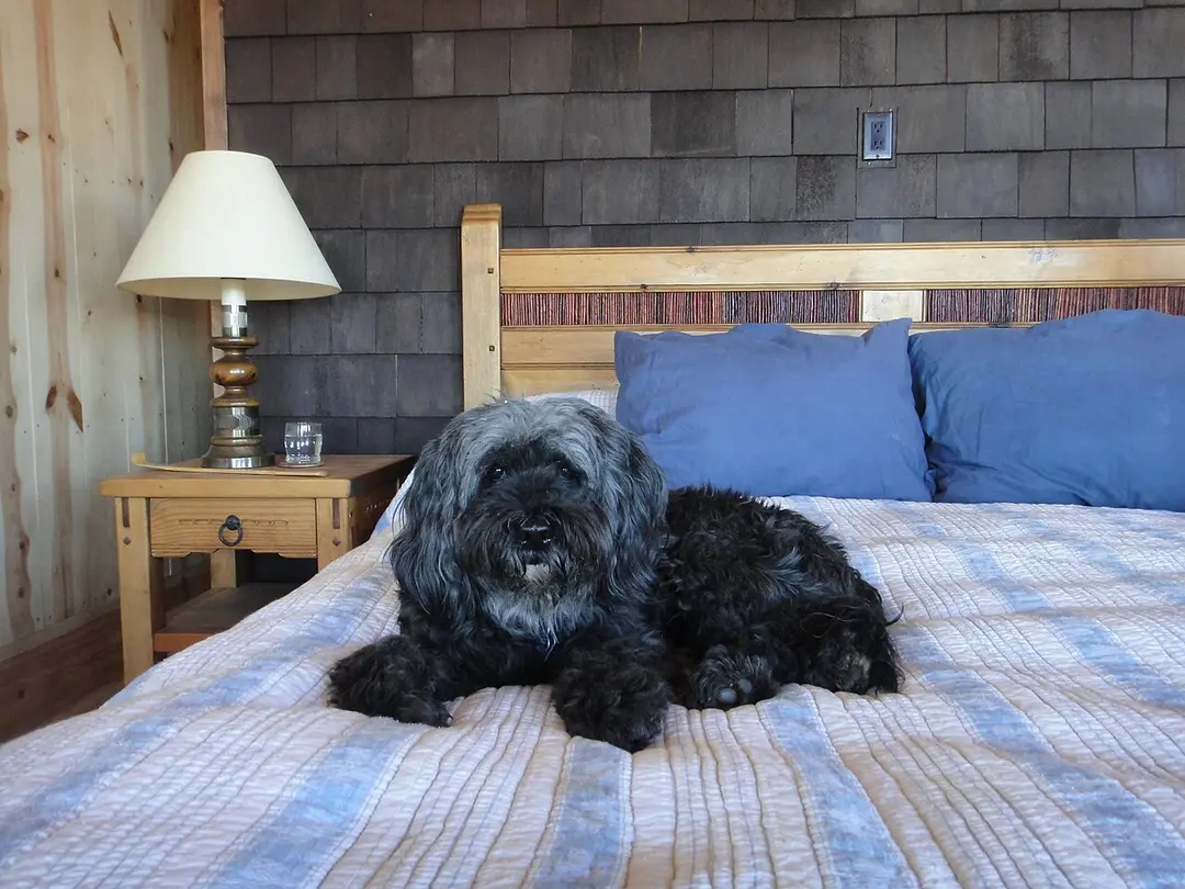 A Tibetan Terrier