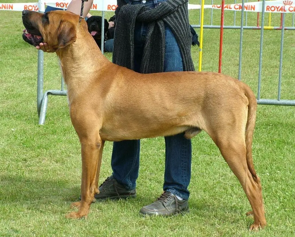 A Tosa