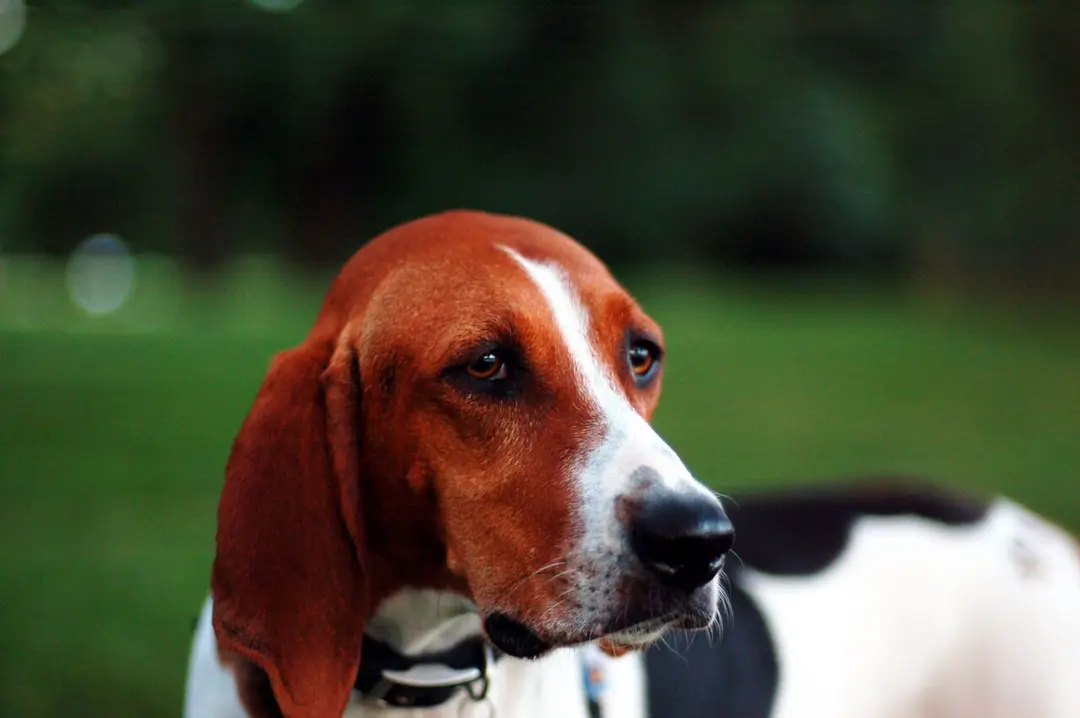 A Treeing Walker Coonhound