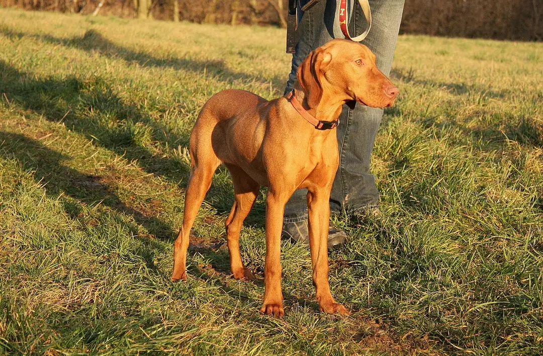 A Vizsla