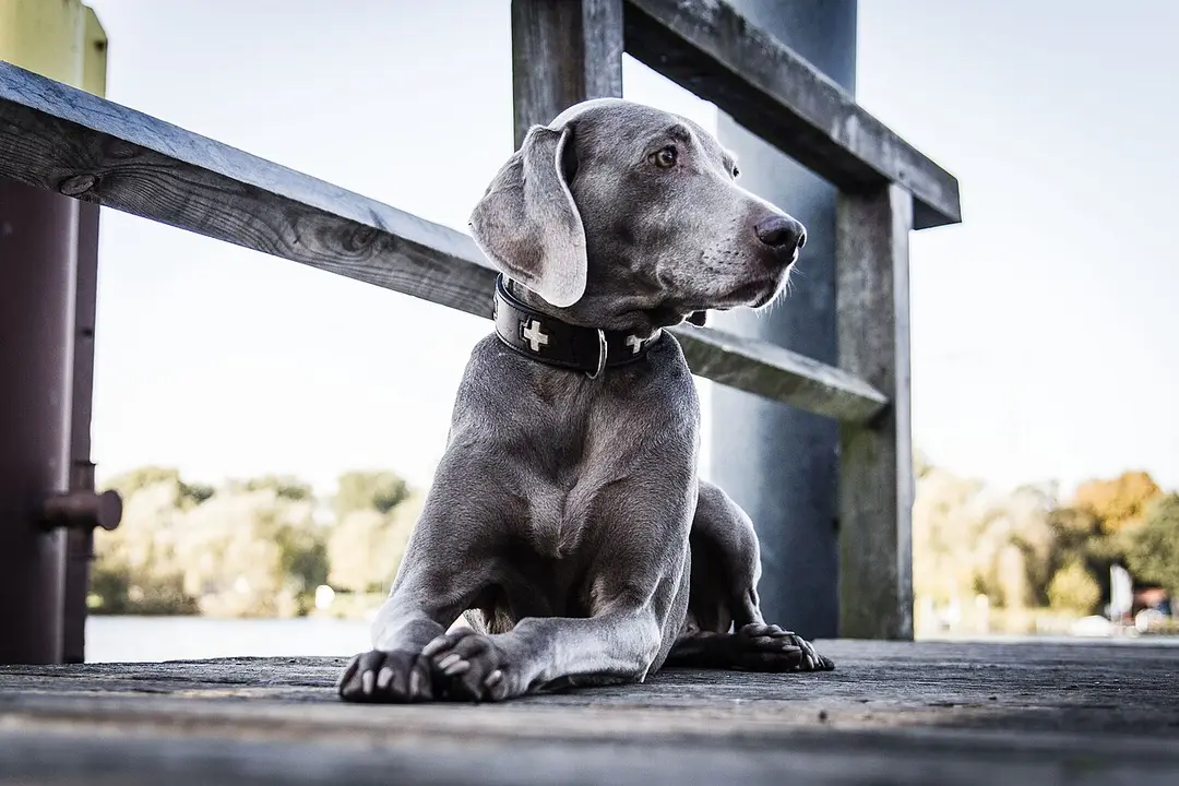 A Weimaraner