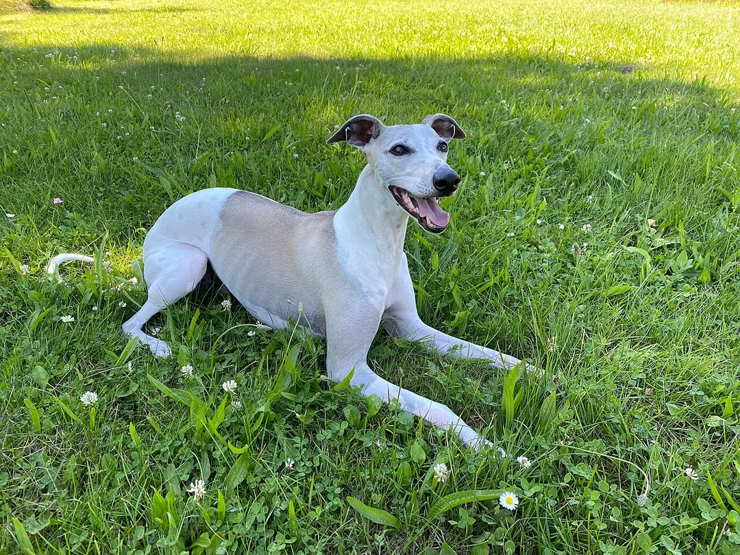 A Whippet
