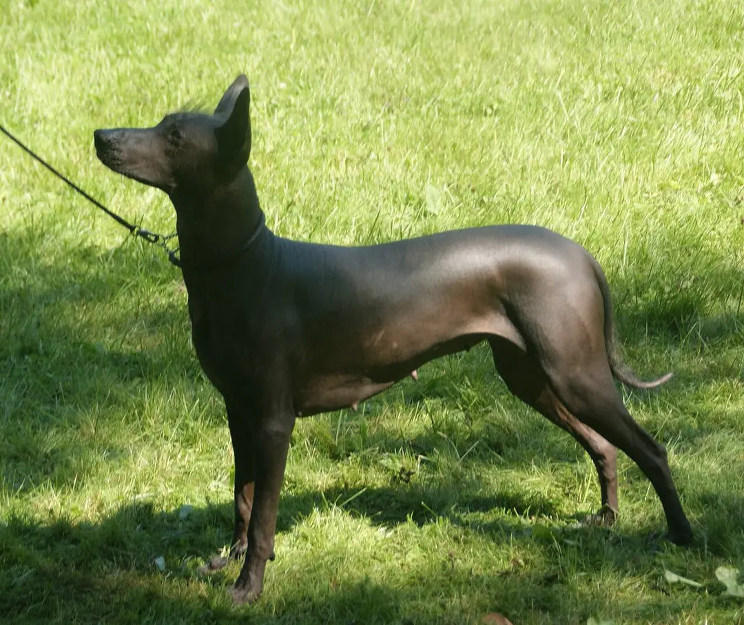 A Xoloitzcuintli