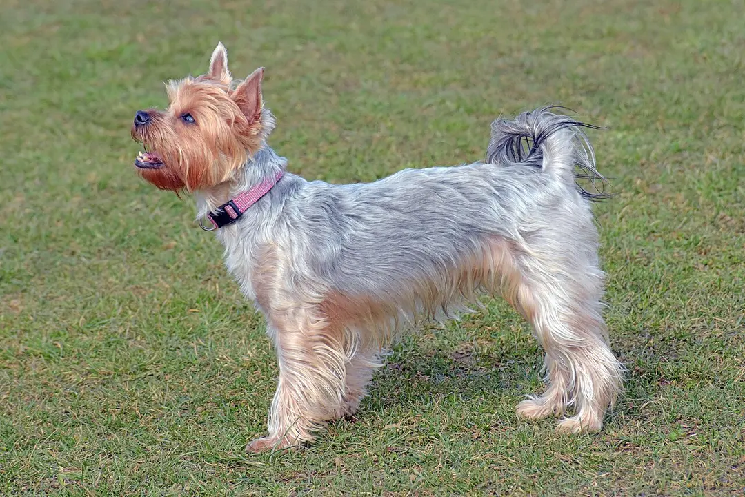A Yorkshire Terrier