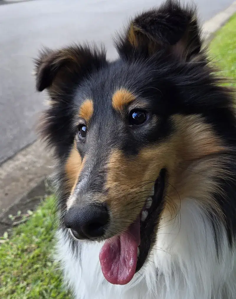 Flo, a tricolour Rough Collie, close up and smiling on a walk